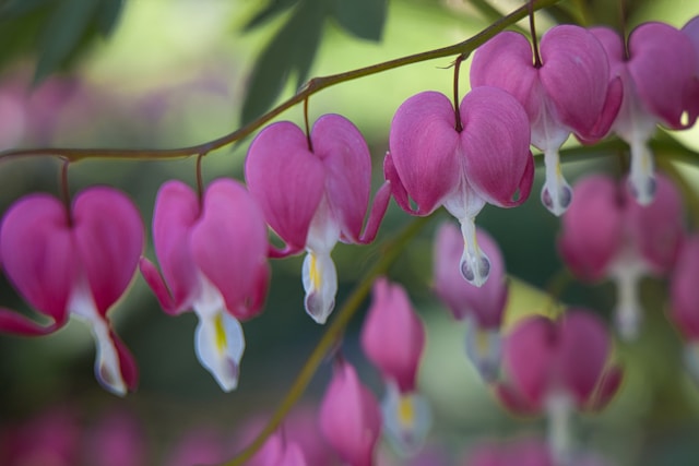 Seidenrouge nah am Herzen – mein „Tränendes Herz“