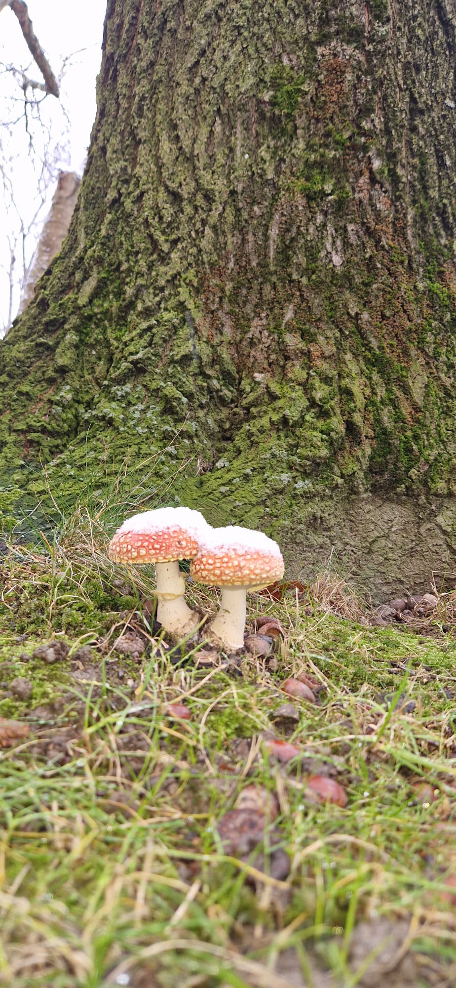 Hallo lieber Gott …